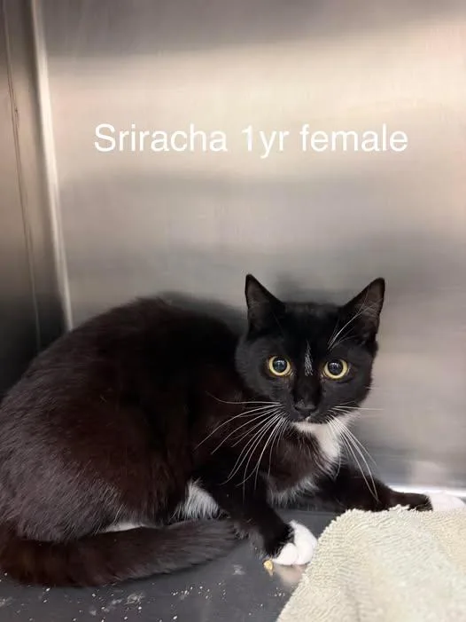 An adult medium-sized female Black Domestic Short Hair cat named Sriracha for adoption in Amherst, VA