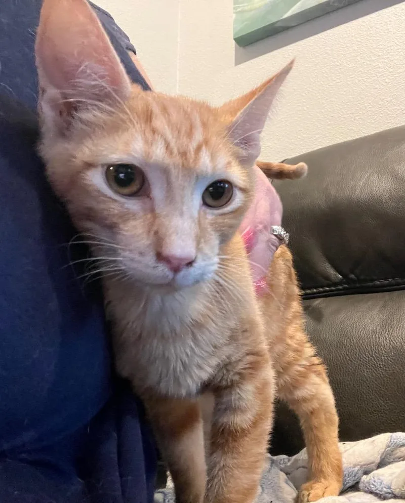 A baby medium-sized male Tabby (Orange / Red) Domestic Short Hair cat named Gingerbread and Cheddar Cheese for adoption in Pendleton, OR