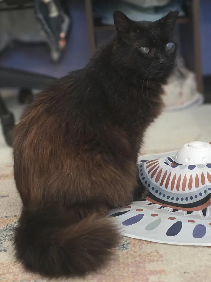 A senior medium-sized male Black Domestic Long Hair cat named Grandpa for adoption in Johnson City, TN