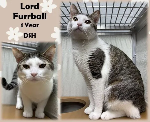 An adult medium-sized male Tabby (Brown / Chocolate) Domestic Short Hair cat named Lord Furrball for adoption in Franklin, IN