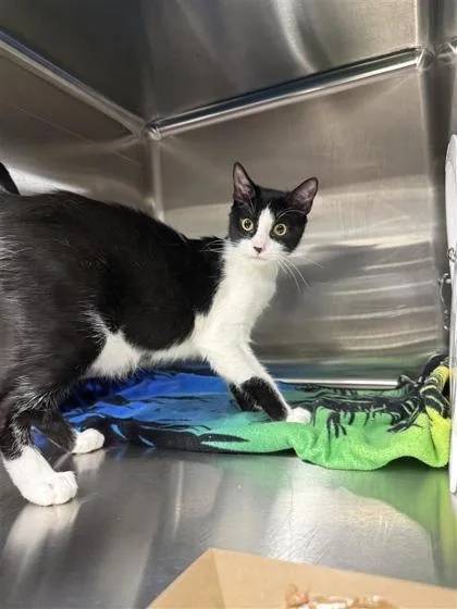 A baby medium-sized male Domestic Short Hair cat named Rocket for adoption in West Chester, PA