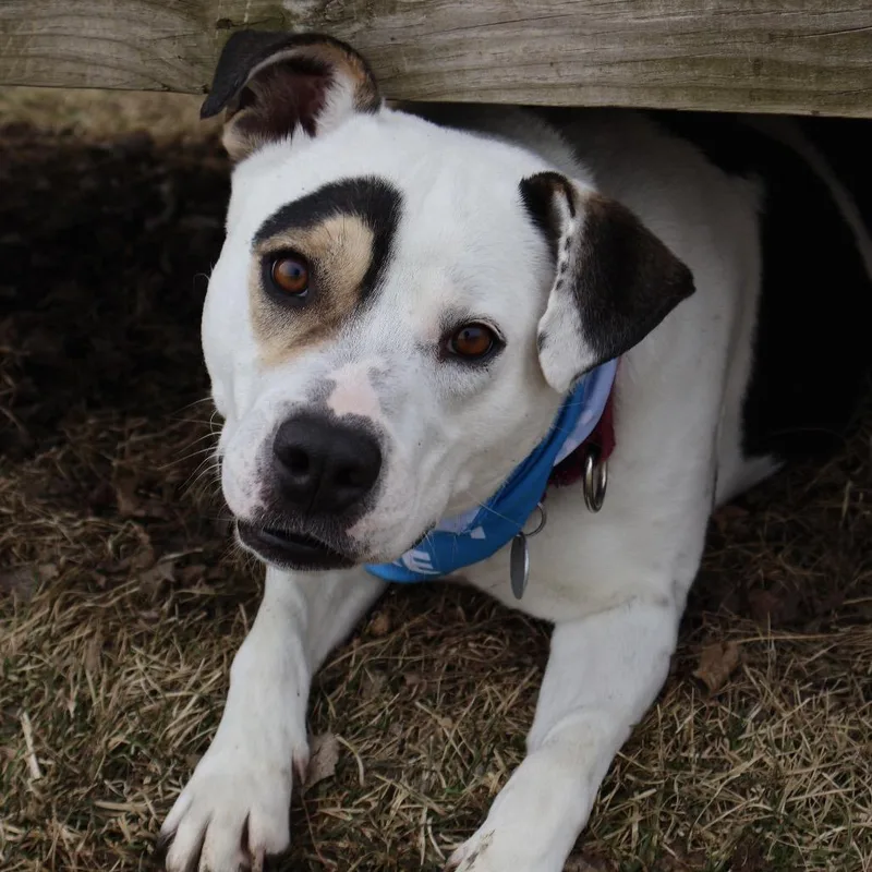 A senior medium-sized female White / Cream Mixed Breed dog named Mazie for adoption in Brookfield, WI
