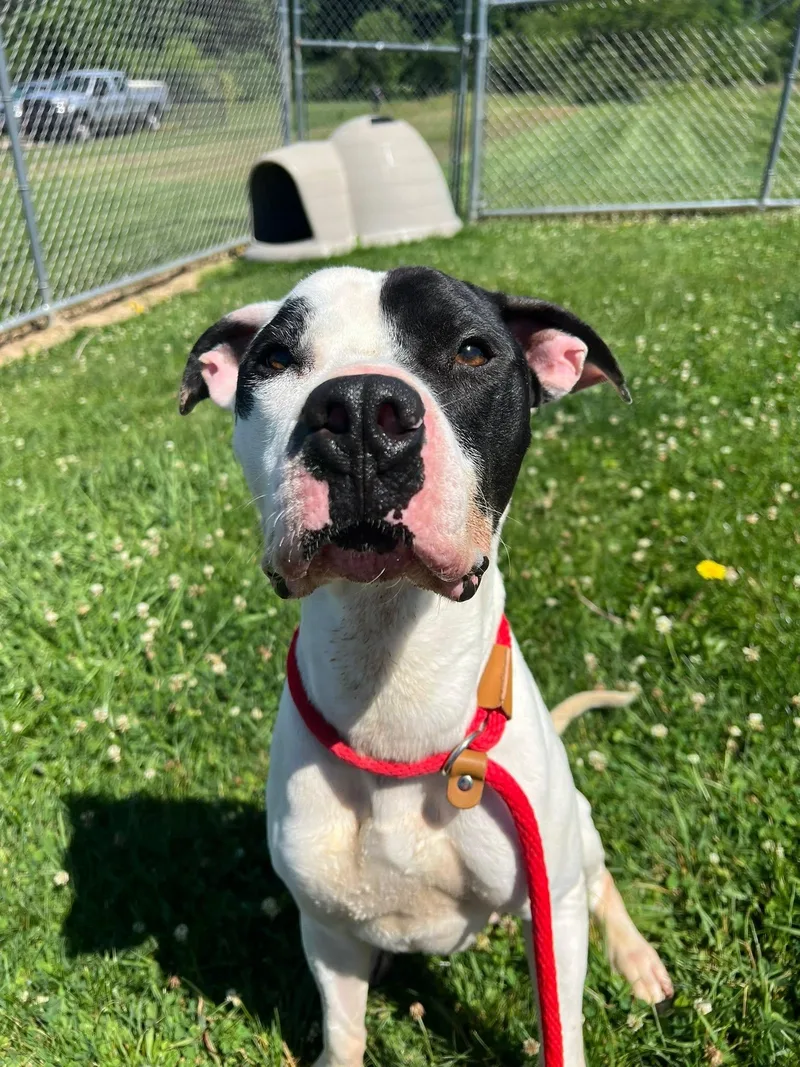 An adult medium-sized male American Bulldog dog named Pound DogZeke  Courtesy for adoption in Rootstown, OH