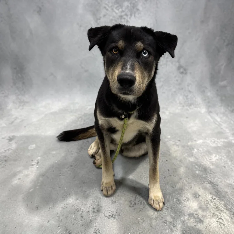 An adult medium-sized male Black Siberian Husky dog named Tex for adoption in Kenedy, TX