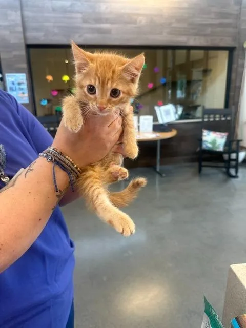 A baby small-sized male Domestic Short Hair cat named Ghost Pepper Mini Spice for adoption in Rome, GA