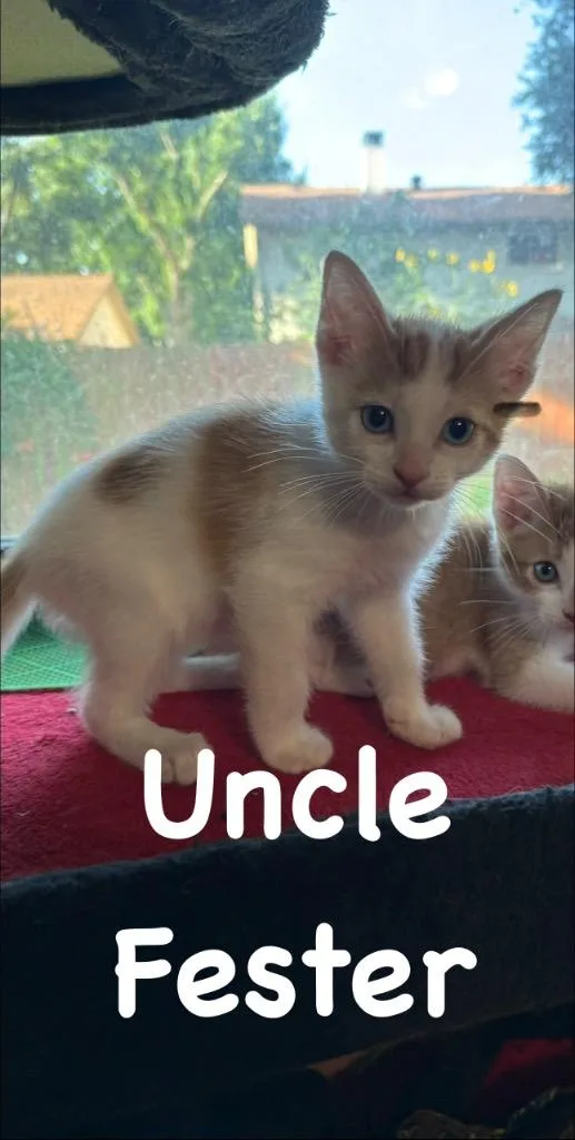 A baby medium-sized male Domestic Short Hair cat named Uncle Fester for adoption in Lewisville, TX