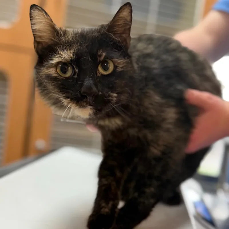 A young medium-sized female Black Domestic Short Hair cat named Sundae for adoption in Idaho Falls, ID