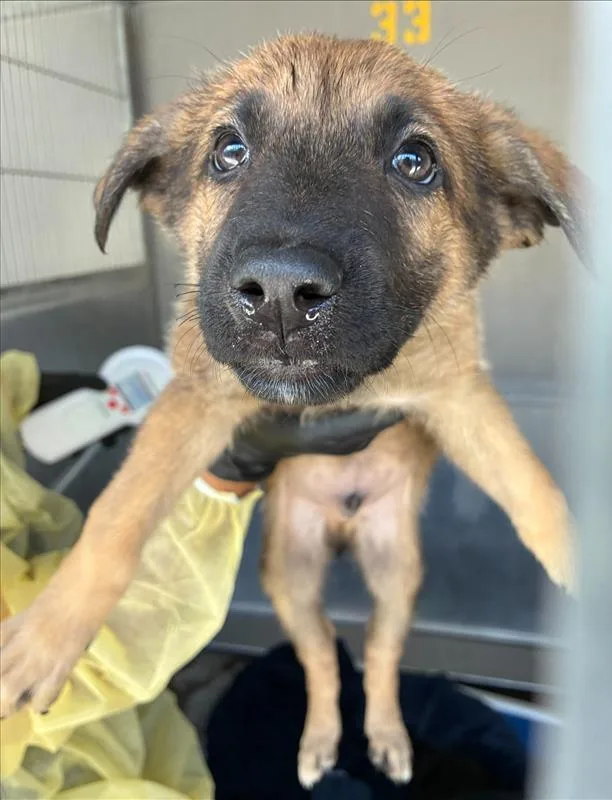 A baby large-sized male Tricolor (Brown, Black, & White) German Shepherd Dog dog named Mikey for adoption in Armonk, NY