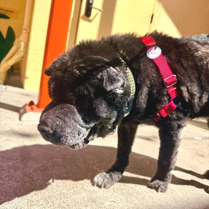 A senior large-sized female Gray / Blue / Silver Shar-Pei dog named Cece for adoption in San Francisco, CA