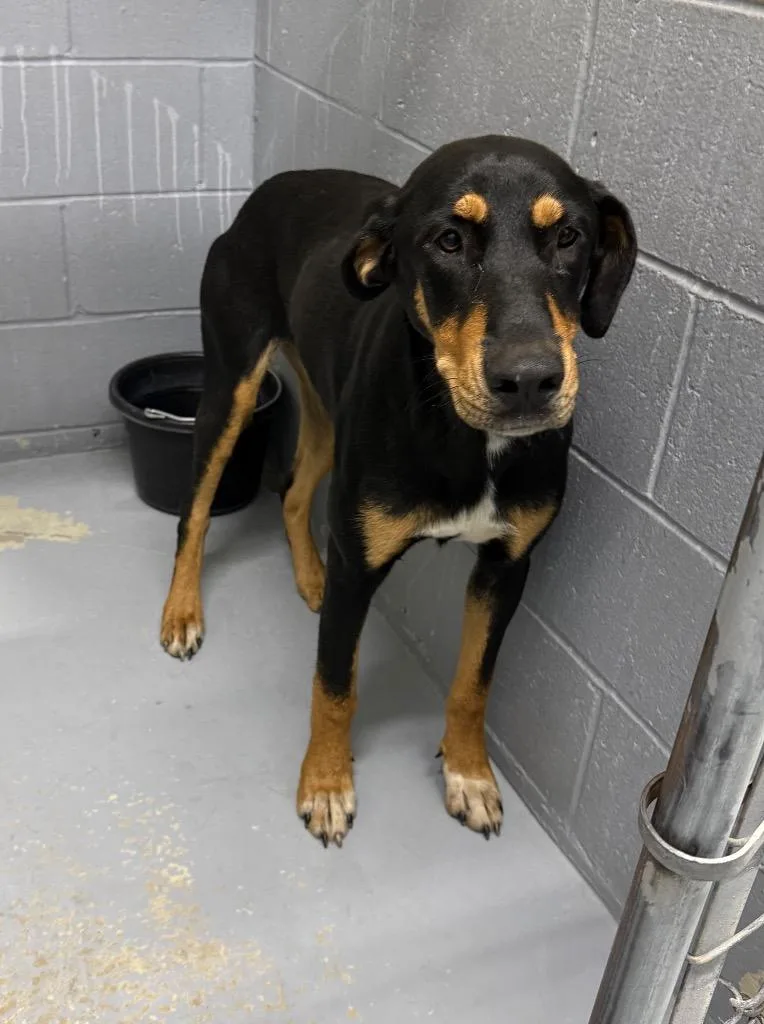 A baby medium-sized female Black and Tan Coonhound dog named Roadie for adoption in Kingsland, GA