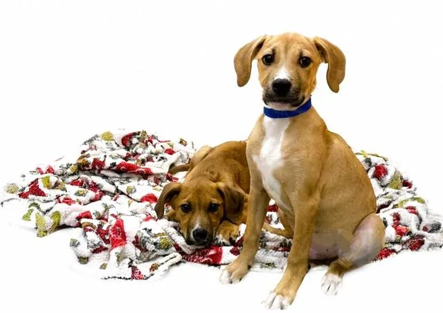 A baby medium-sized male Labrador Retriever dog named Croc for adoption in Fort Lauderdale, FL