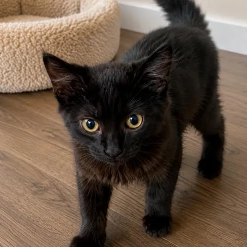 A baby small-sized female Black Domestic Medium Hair cat named Jen for adoption in Sanford, NC