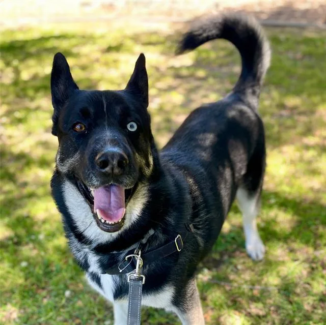 An adult large-sized male Siberian Husky dog named Sinatra for adoption in Alameda, CA