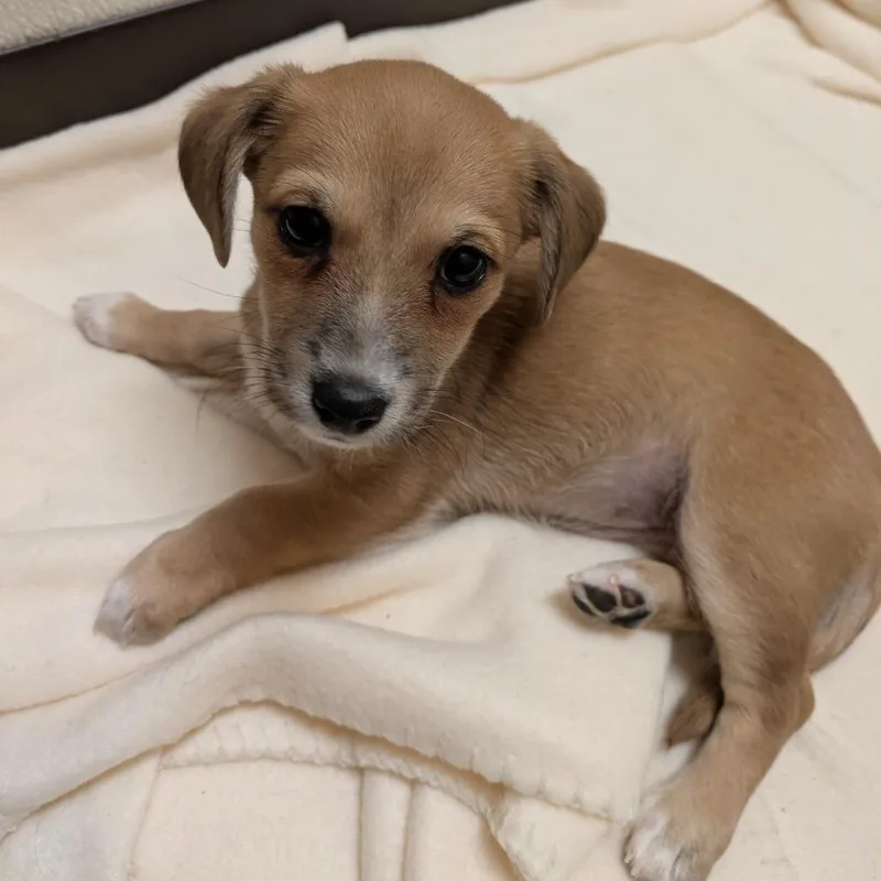 A baby small-sized female Mixed Breed dog named Begonia for adoption in Fulton, TX