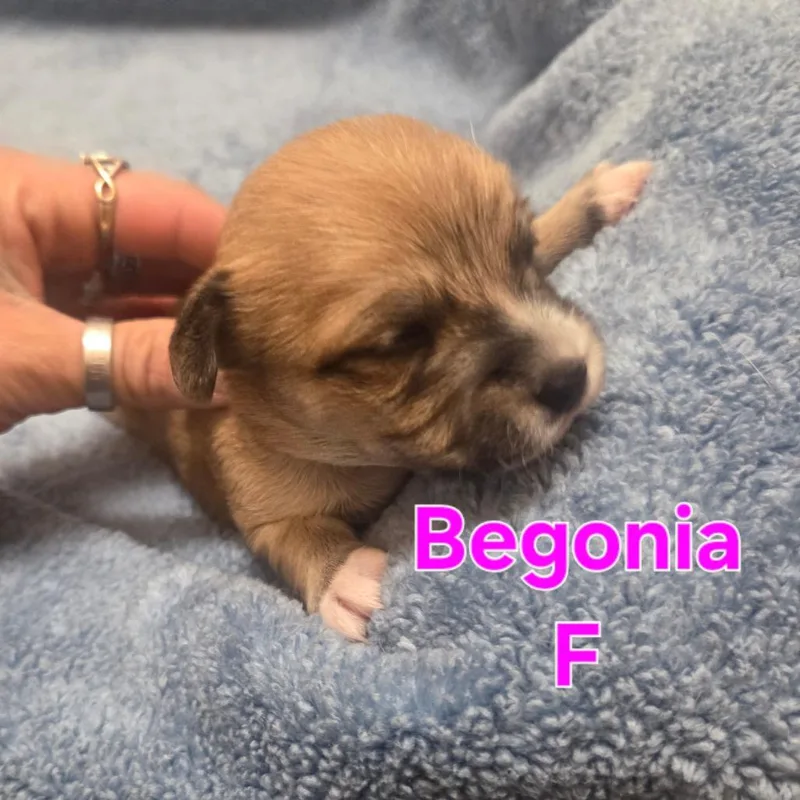 Begonia thumbnail 2