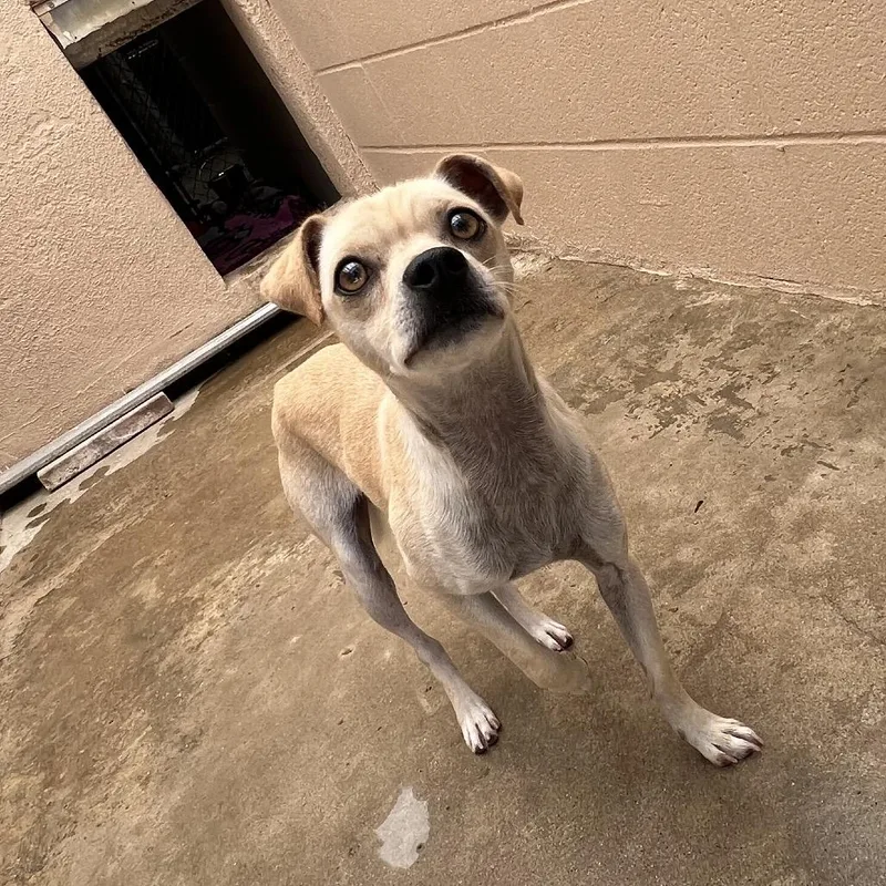 An adult small-sized male Yellow / Tan / Blond / Fawn Chihuahua dog named Dallas for adoption in Ojai, CA