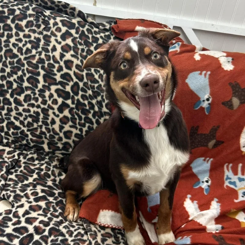 A young small-sized female Brown / Chocolate Hound dog named Smore for adoption in Falmouth, KY