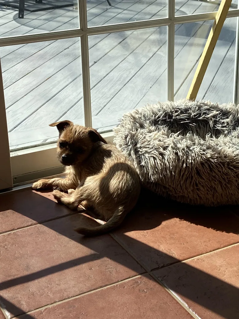 A young small-sized male Brown / Chocolate Brussels Griffon dog named Bruno for adoption in Harrison, NY