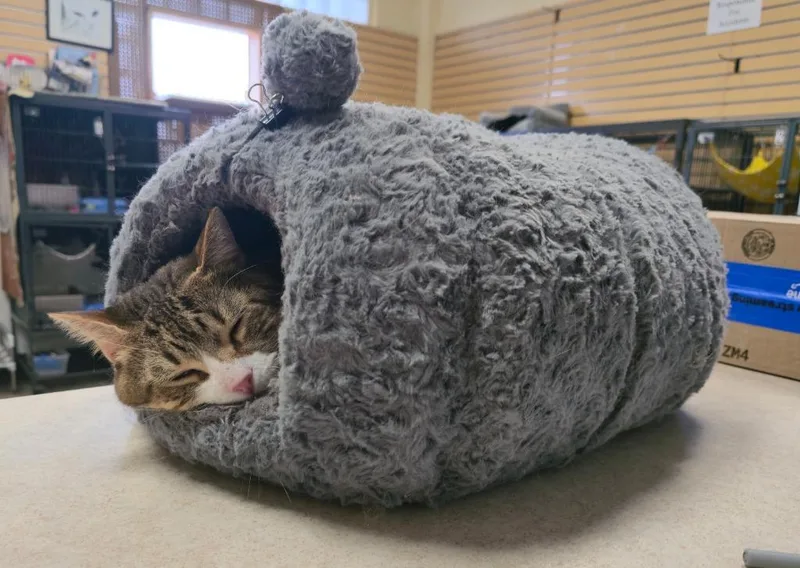 A young medium-sized male Domestic Short Hair cat named Roy for adoption in Cedar Rapids, IA