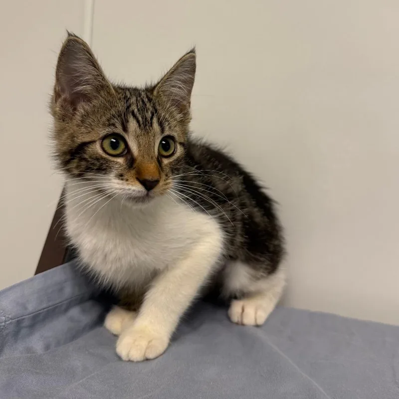 A baby small-sized female Black Domestic Short Hair cat named Chloe for adoption in West Palm Beach, FL