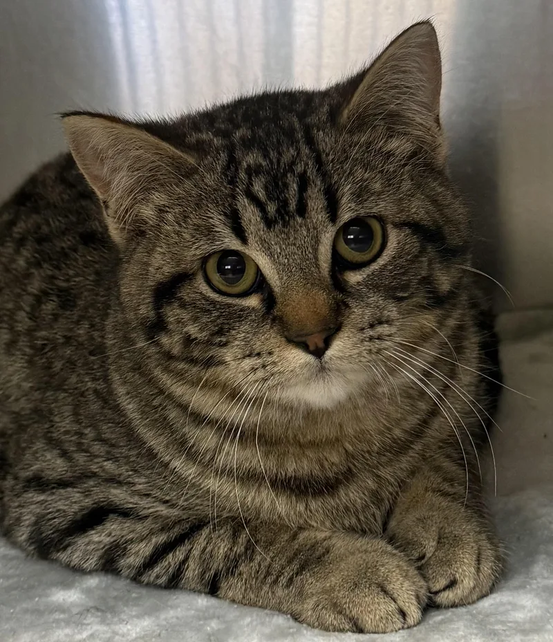 A young medium-sized male Tabby (Brown / Chocolate) Domestic Short Hair cat named Cosmo for adoption in Amery, WI