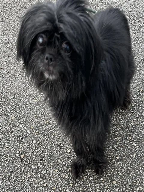 A senior small-sized male Pekingese dog named Frank for adoption in Miami, FL