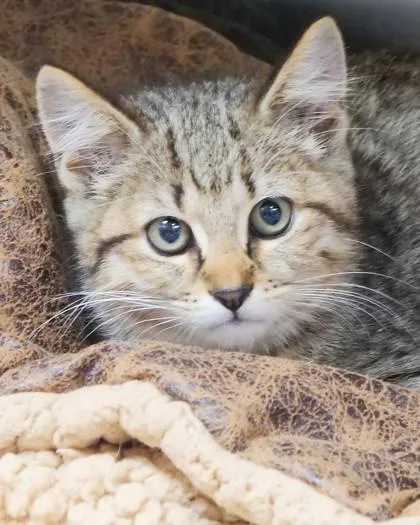 A baby small-sized male Domestic Short Hair cat named Gnar for adoption in Fishers, IN