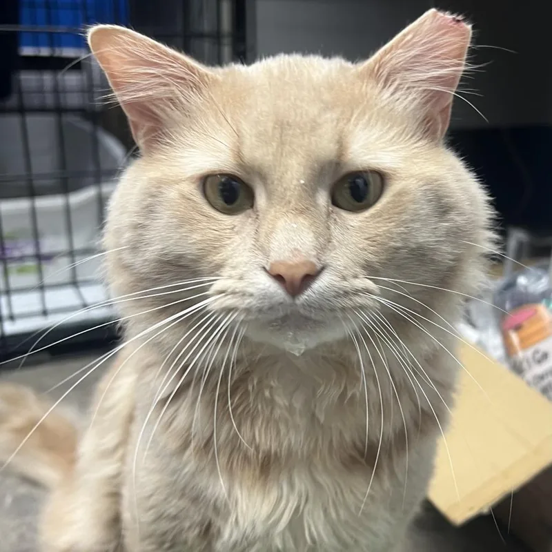 An adult medium-sized male Domestic Medium Hair cat named James aka Jumper for adoption in PITTSBURGH, PA