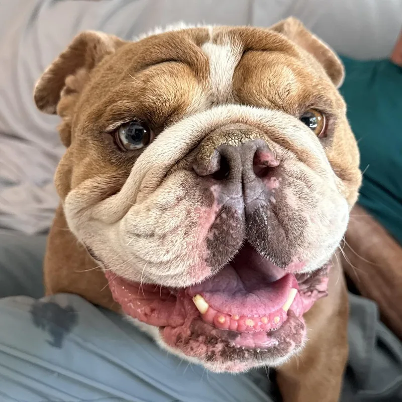 An adult medium-sized male English Bulldog dog named Papa for adoption in San Rafael, CA