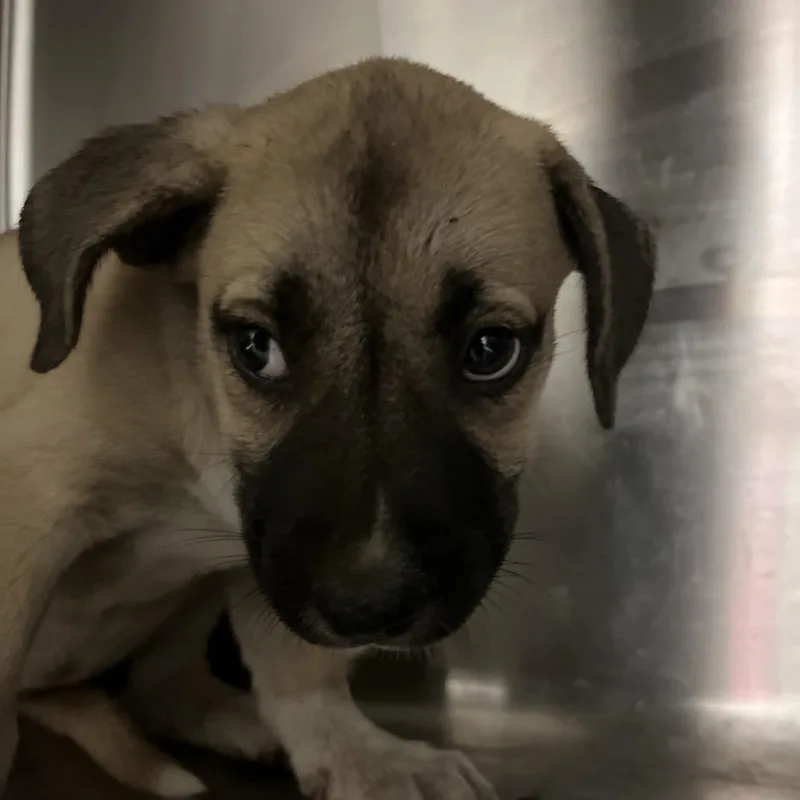 A baby small-sized female Mixed Breed dog named Bailey for adoption in Chattanooga, TN