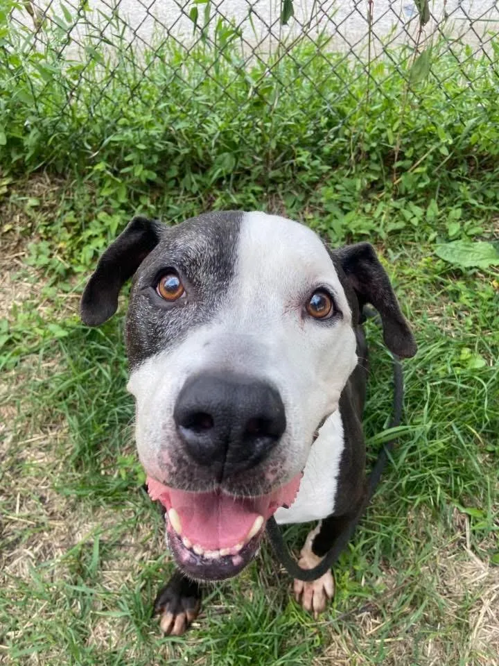 A senior medium-sized male Black Pit Bull Terrier dog named Domino for adoption in Chicago, IL
