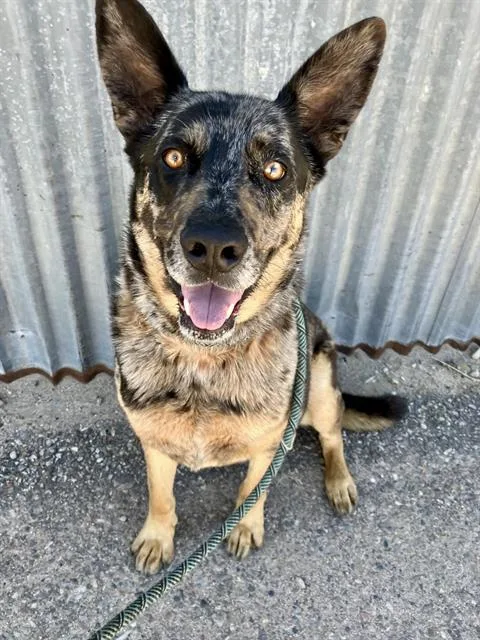 An adult medium-sized male Catahoula Leopard Dog dog named Roochie for adoption in Albuquerque, NM