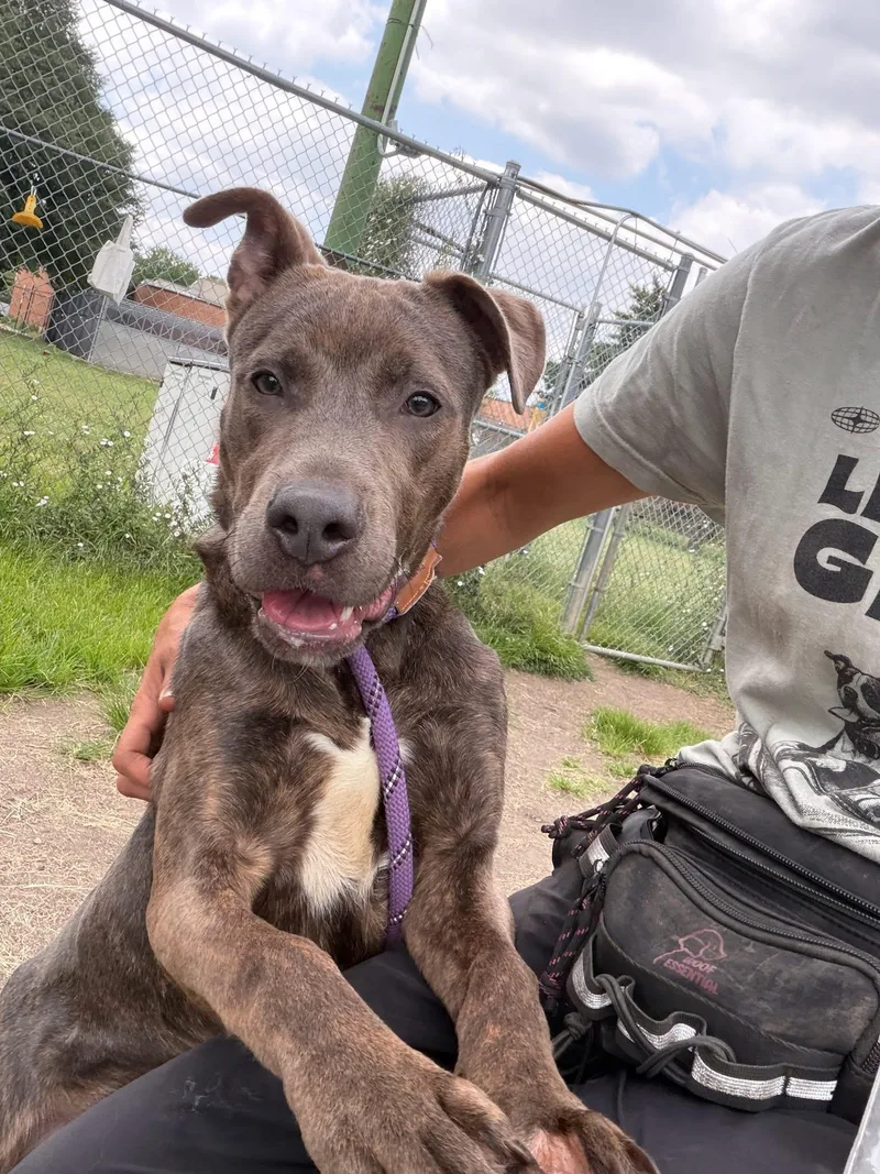 An adult medium-sized male Brindle Pit Bull Terrier dog named Floyd for adoption in Chicago, IL