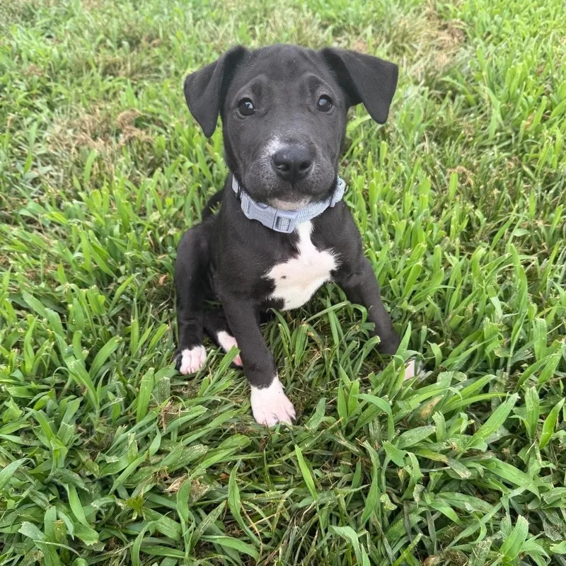 Remi