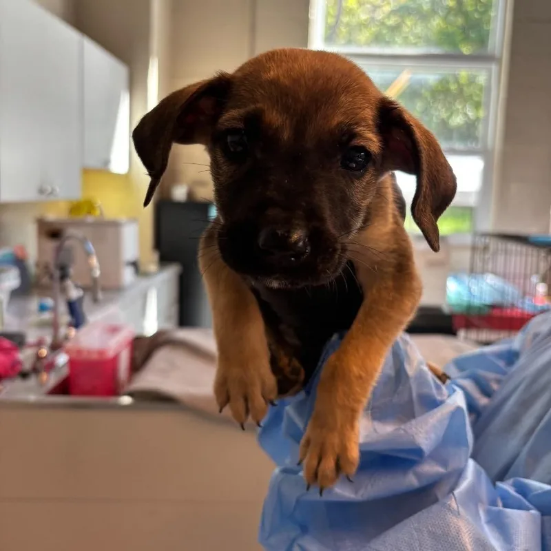 A baby small-sized male Black Mixed Breed dog named Shaggy for adoption in Huntington, WV