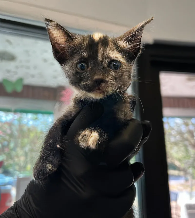 A baby medium-sized female Tortoiseshell Domestic Short Hair cat named Pinky for adoption in Nashville, TN