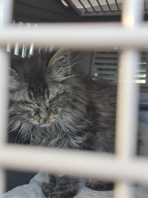 A baby small-sized female Domestic Medium Hair cat named Sandy for adoption in Denver, CO