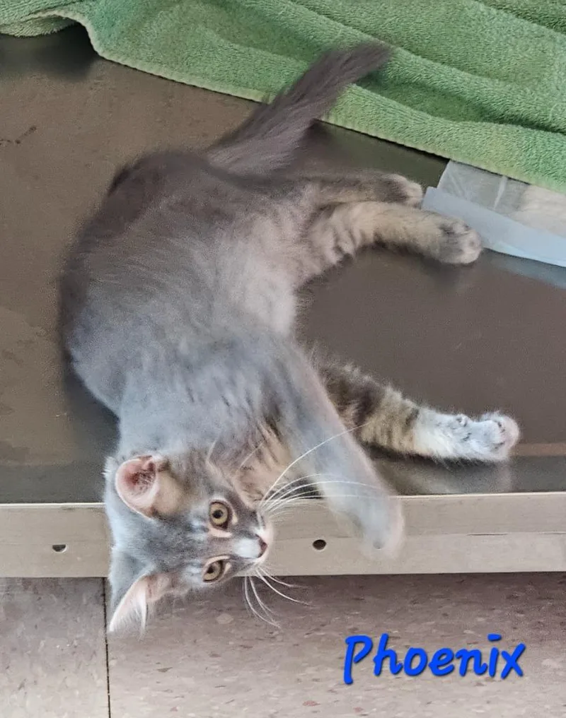 A baby medium-sized male Domestic Short Hair cat named Phoenix for adoption in Marianna, FL