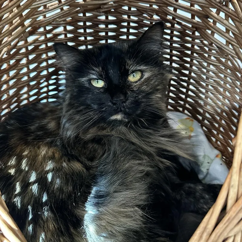 Cleo