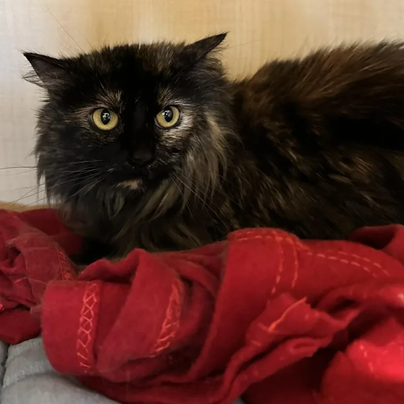 Cleo thumbnail 2