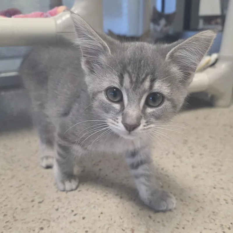 A baby small-sized female Gray / Blue / Silver Domestic Short Hair cat named Puffball for adoption in Oshkosh, WI