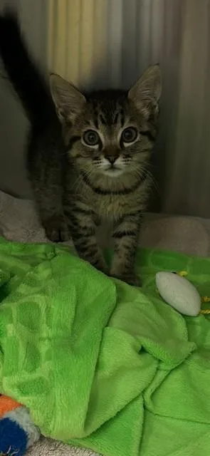 A baby small-sized female Domestic Short Hair cat named Miso for adoption in Rancho Cucamonga, CA