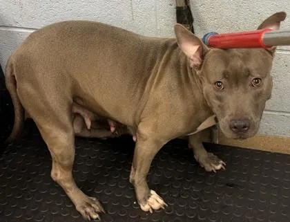 An adult large-sized female Mixed Breed dog named Stroganoff for adoption in Chamblee, GA