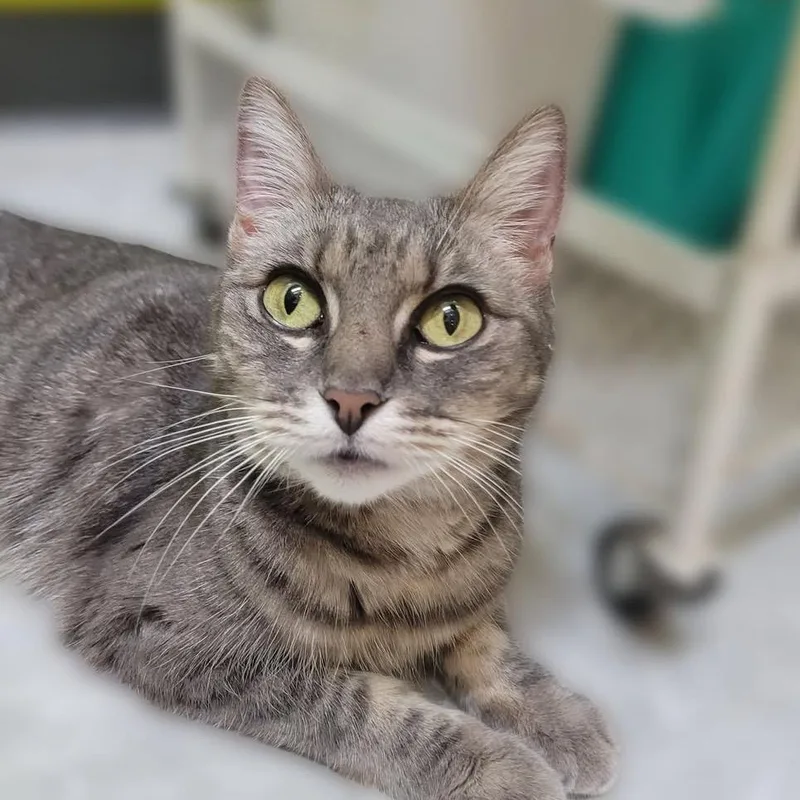 A young medium-sized female Gray / Blue / Silver Domestic Short Hair cat named Annie for adoption in League City, TX