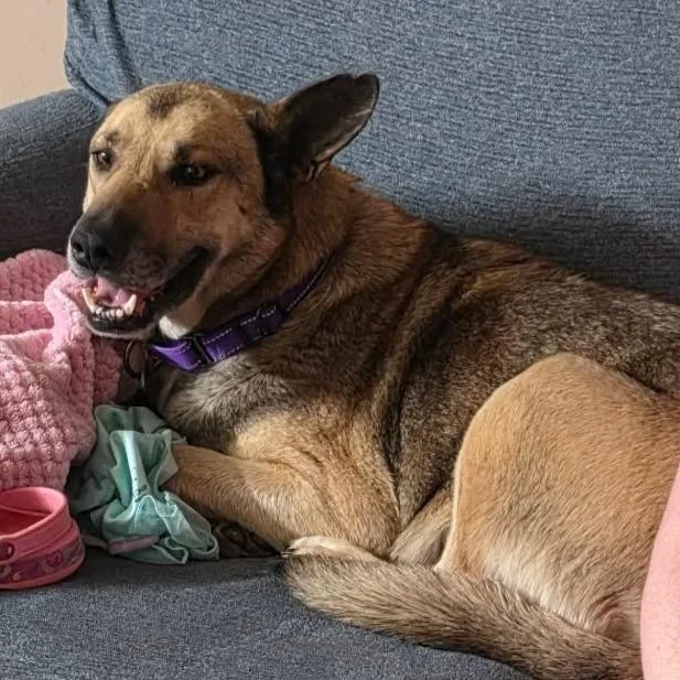 An adult large-sized female Yellow / Tan / Blond / Fawn German Shepherd Dog dog named Candy for adoption in Tulsa, OK
