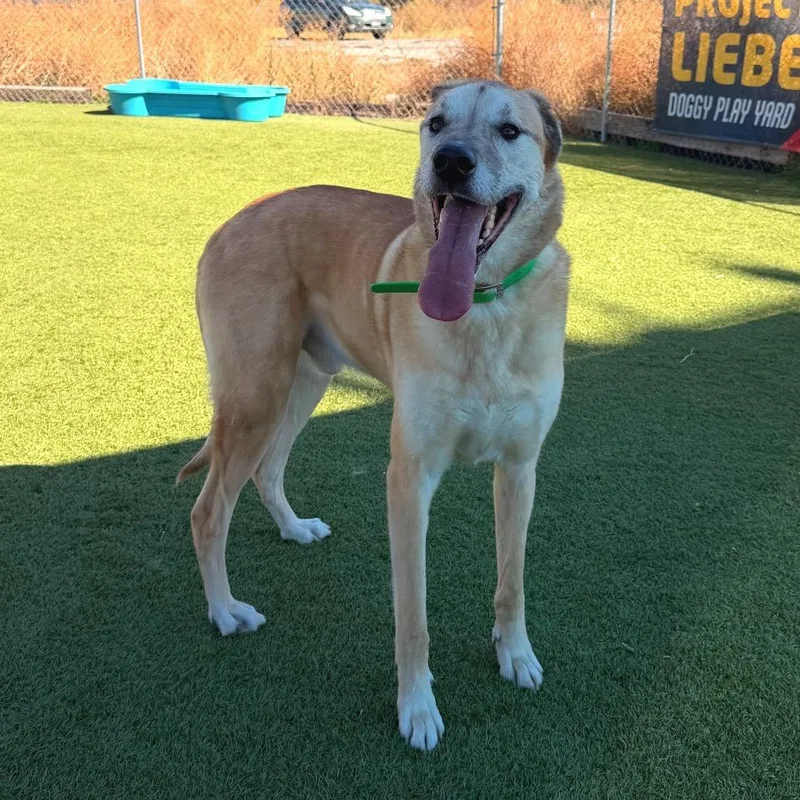 An adult large-sized male Golden Great Dane dog named Jackson for adoption in Idaho Falls, ID