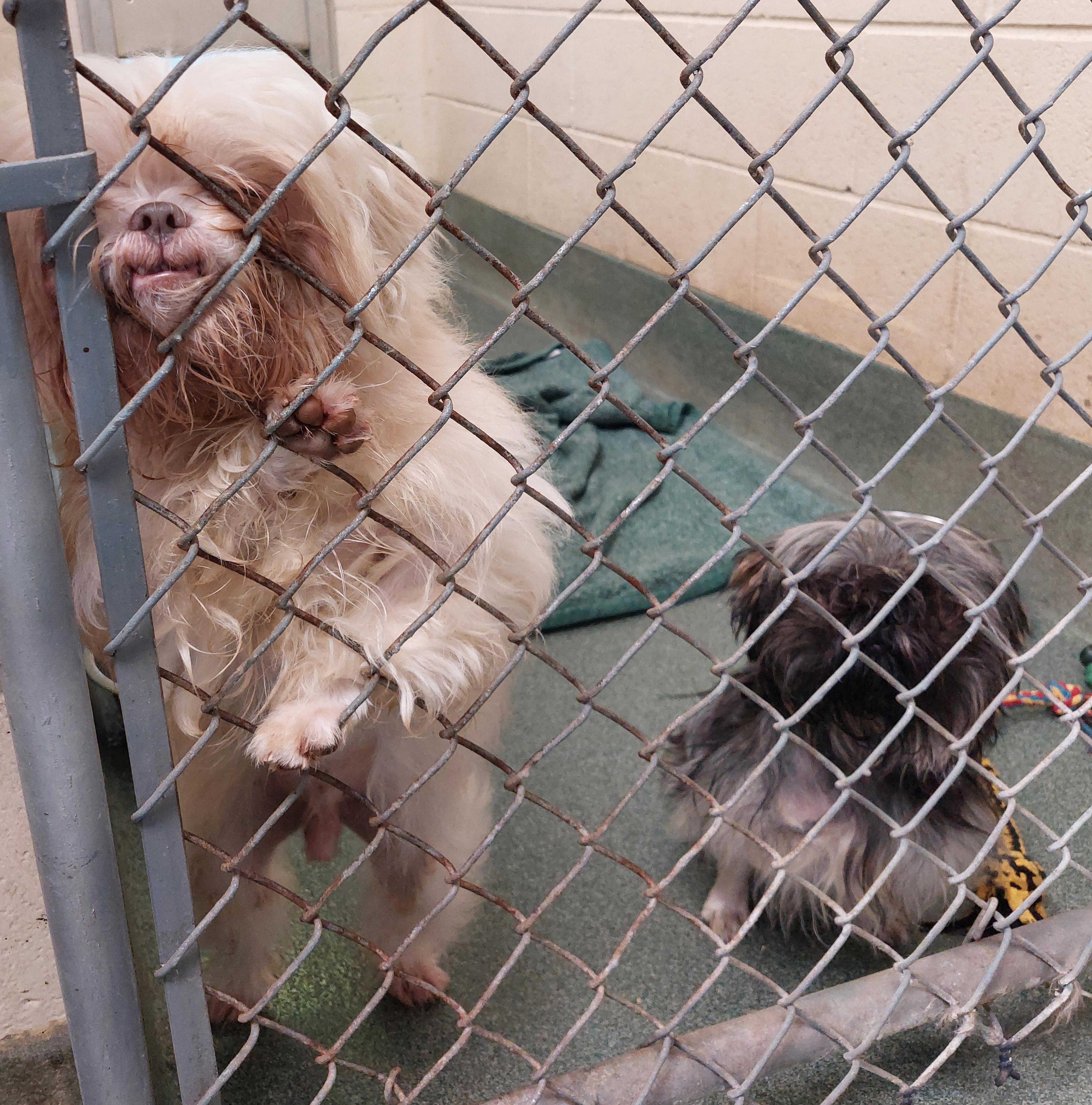 An adult small-sized male White / Cream Shih Tzu dog named Louie for adoption in Rehoboth, MA