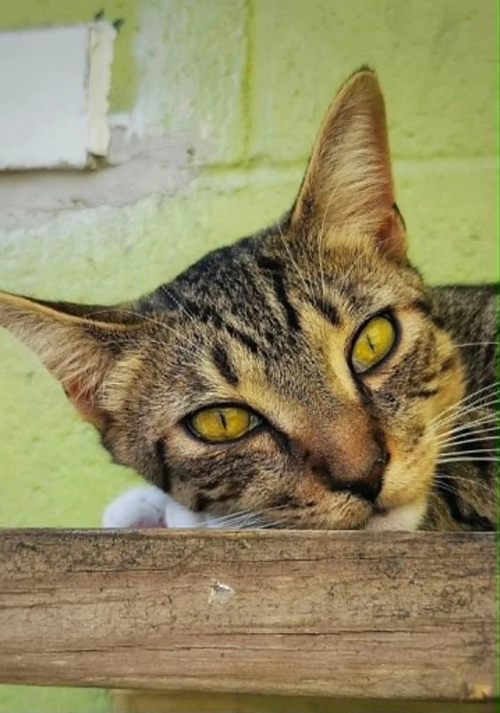 A baby medium-sized male Domestic Short Hair cat named Moto for adoption in Warren, MI