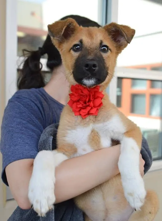 A baby large-sized female Shepherd dog named Firefly for adoption in McKinney, TX