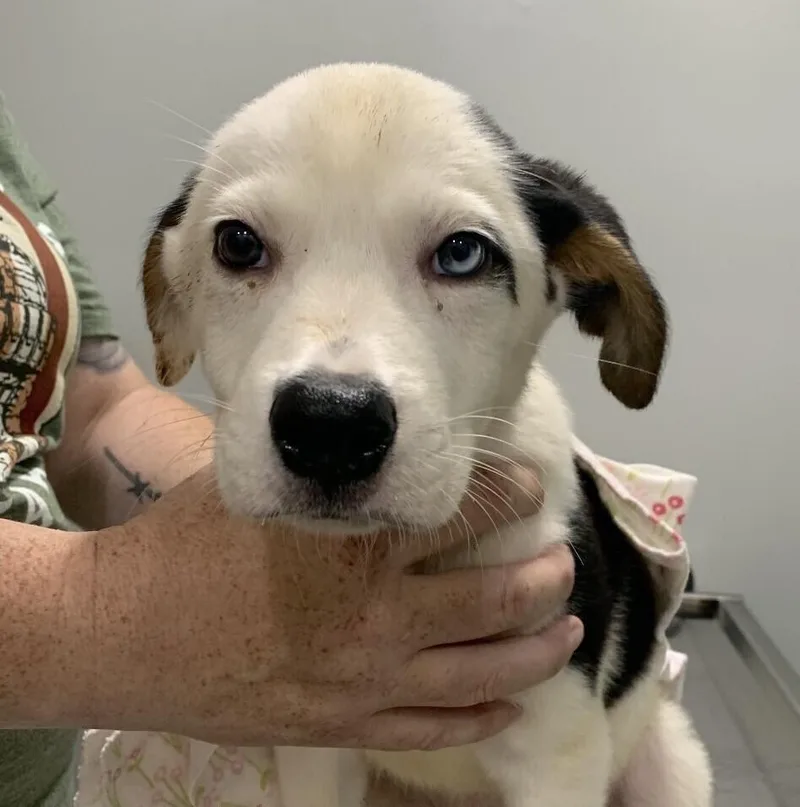 A baby medium-sized male Tricolor (Brown, Black, & White) Australian Shepherd dog named Babe Oscar for adoption in Washington, DC